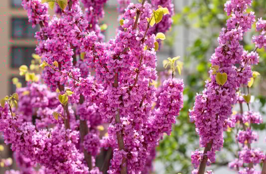 A close-up of pink flowers on Judas tree. photo