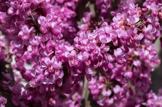 A close-up of pink flowers on Judas tree. photo
