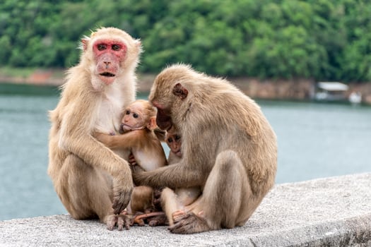 Monkey parents, monkey mothers and baby monkeys live together as a family. photo