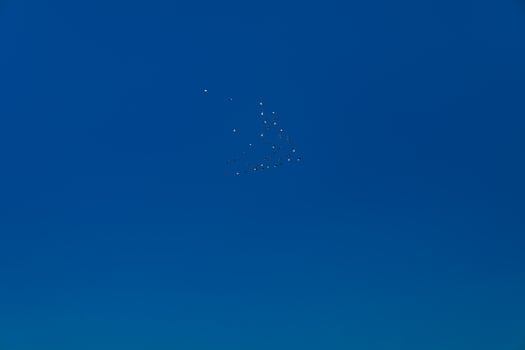 a flock of birds in the open blue sky with out cloud. photo