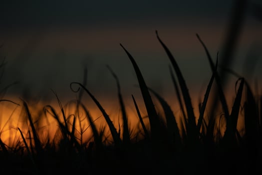 Silhouette grass flower in the orange sunset sky at the evening time for warm background. photo