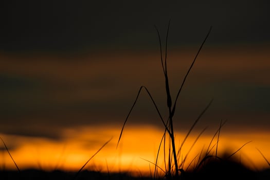 Silhouette grass flower in the orange sunset sky at the evening time for warm background. photo