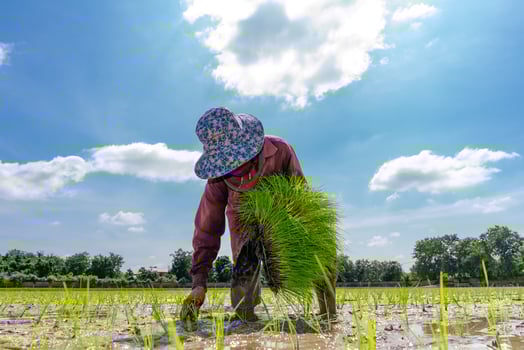 Asian farmer is transplant rice seedlings in paddy rice field with tired exhaustion. photo