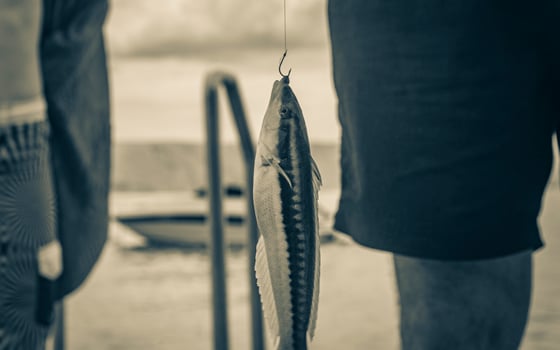 Caught yellow fish and hanging on a fishing rod Croatia. photo