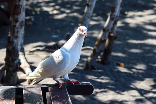 dove view white is enjoying a walk on the sand of Cacalan beach, Banyuwangi photo