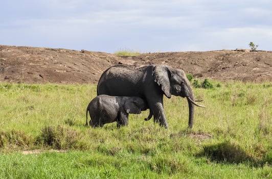 Wild elephants in the bushveld of Africa on a sunny day. photo