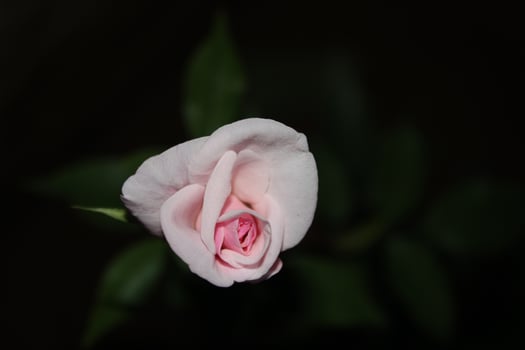 Beautiful blooming rose flower close up photo