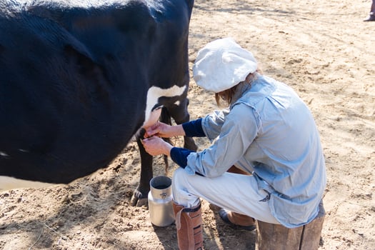 rural working woman milking the cows photo