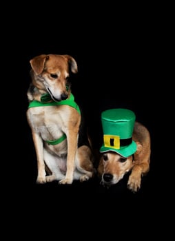 two dogs dressed for saint patrick's day on black background photo
