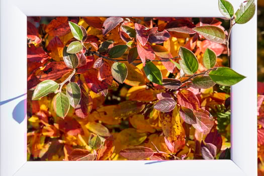 An empty white frame on a background of autumn red and yellow leaves with a place to copy, autumn photo