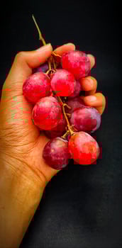 Man holding a vitis vinifera fruits. photo