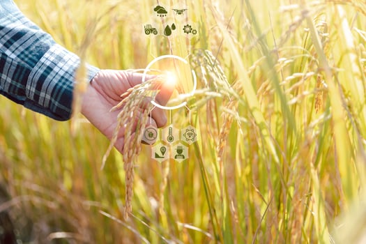 Smart farming Agricultural technology and organic agriculture Woman holding ear of rice and using mobile phone with Innovation technology and studying the development of rice varieties in a rice field photo