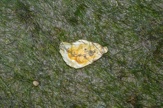 oyster shell in seagrass --Zostera noltii--North Sea,Germany photo