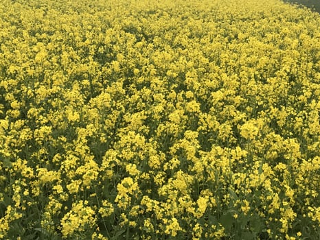 rape flower landscape under sky photo
