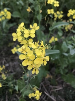 Yellow rape flower field 4k photo