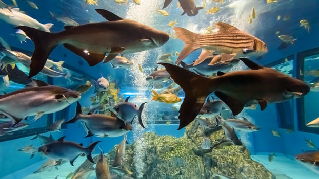 Aquarium of freshwater fish photo