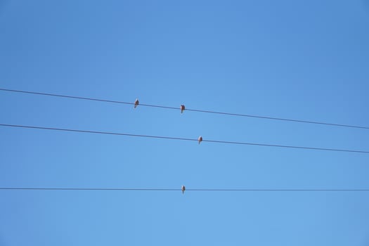 Birds perched on power lines, sky background photo