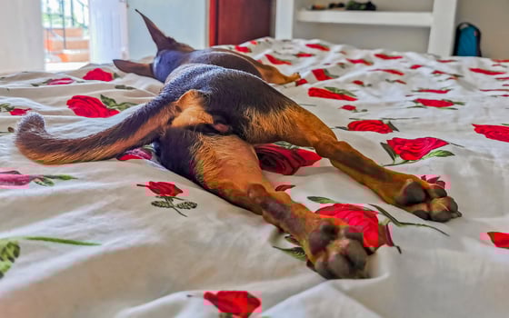 Russian toy terrier dog portrait while tired sleeps funny Mexico. photo