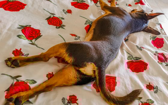 Russian toy terrier dog portrait while tired sleeps funny Mexico. photo