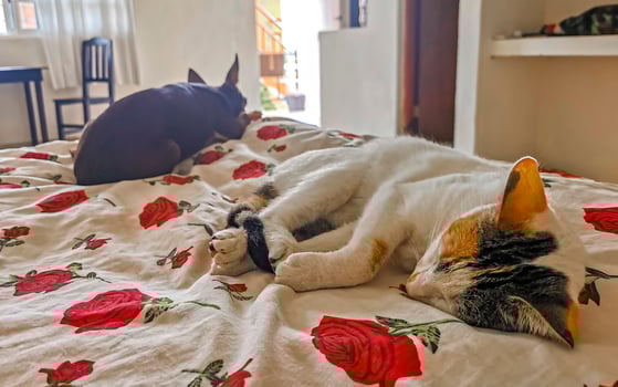 White cat and brown dog rest sleep on sofa couch. photo
