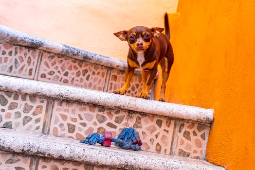 Russian toy terrier dog portrait looking playful and cute Mexico. photo