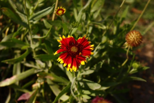 Bright Colorful Flowers In Outdoor Garden in Karachi Pakistan 2022 photo