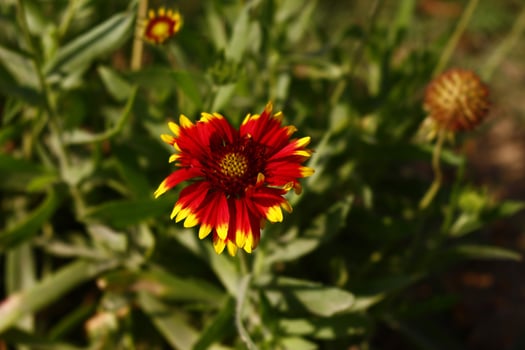 Bright Colorful Flowers In Outdoor Garden in Karachi Pakistan 2022 photo