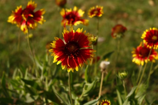 Bright Colorful Flowers In Outdoor Garden in Karachi Pakistan 2022 photo
