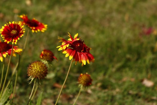 Bright Colorful Flowers In Outdoor Garden in Karachi Pakistan 2022 photo