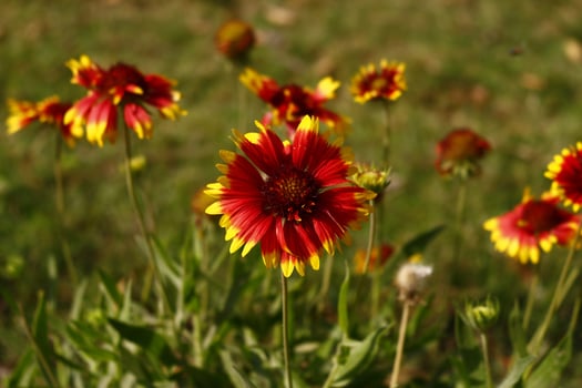 Bright Colorful Flowers In Outdoor Garden in Karachi Pakistan 2022 photo