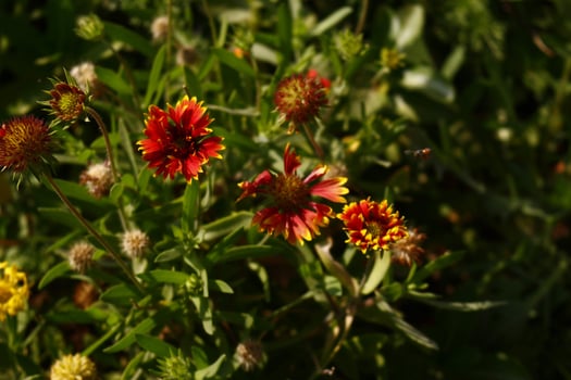 Bright Colorful Flowers In Outdoor Garden in Karachi Pakistan 2022 photo