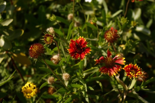 Bright Colorful Flowers In Outdoor Garden in Karachi Pakistan 2022 photo