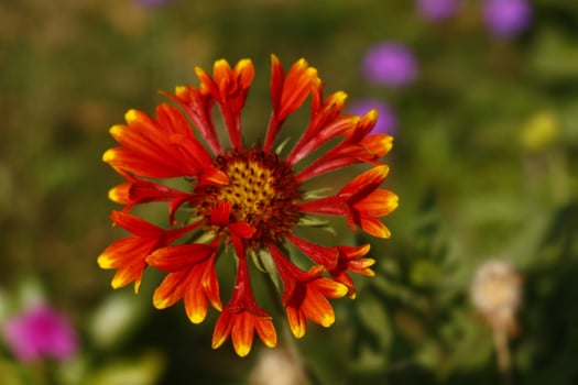 Bright Colored Flowering Plants in Outdoor Garden In Karachi Pakistan 2022 photo