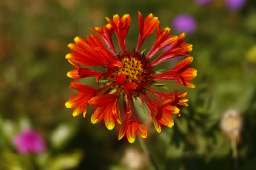 Bright Colored Flowering Plants in Outdoor Garden In Karachi Pakistan 2022 photo