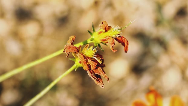 Flowering Plants in Outdoor Garden in Karachi Pakistan 2022 photo