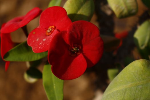 Flowering Plants in Outdoor Garden in Karachi Pakistan 2022 photo