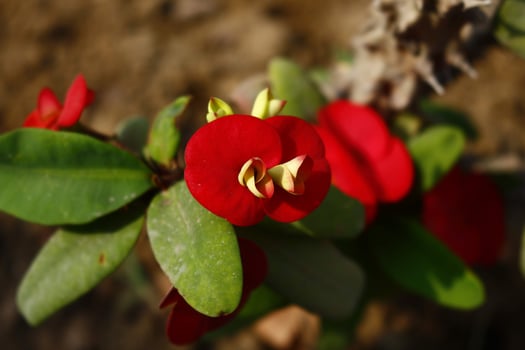 Flowering Plants in Outdoor Garden in Karachi Pakistan 2022 photo