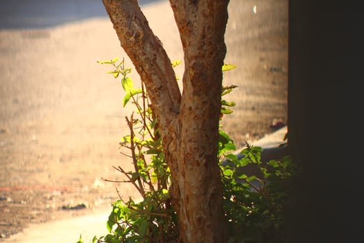 Flowering Plants in Outdoor Garden in Karachi Pakistan 2022 photo
