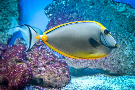 Naso Tang - Tropical Grey and Yellow Fish photo