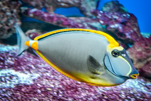 Naso Tang - Tropical Grey and Yellow Fish photo