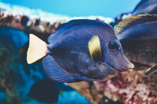 Blue and Yellow Zebrasoma Xanthurum Fish Swimming photo