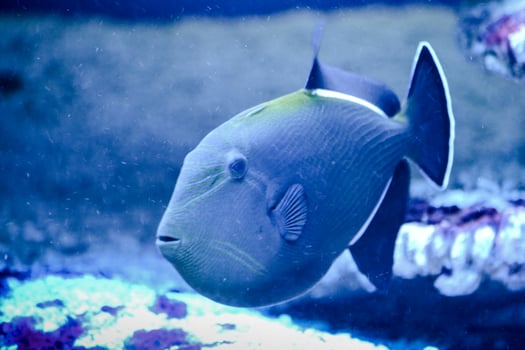 Dark Blue Marine Fish with White Stripes photo