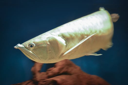 Arowana Fish - Close-up on Face photo