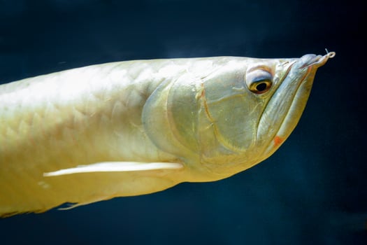 Arowana Fish - Close-up on Face photo