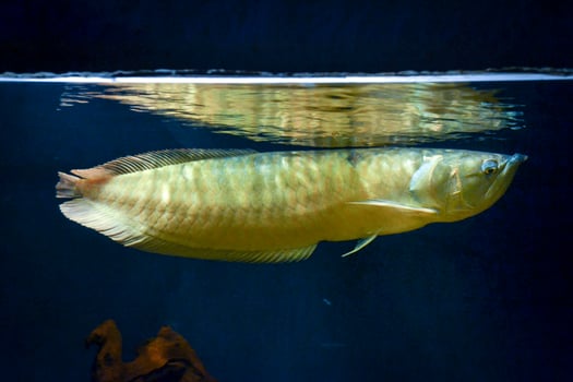 Arowana Fish Swimming Below Water Surface photo