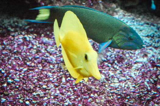 Yellow Tang Fish Swimming in Aquarium photo