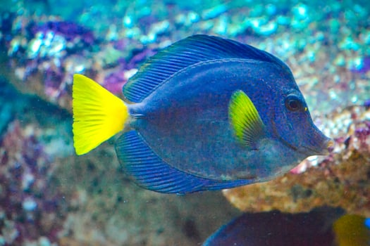 Blue and Yellow Zebrasoma Xanthurum Fish Swimming photo