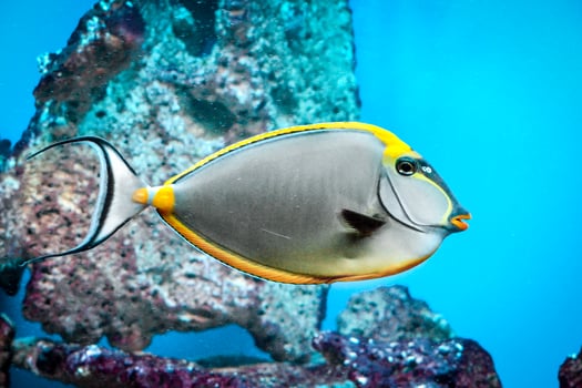 Naso Tang - Tropical Grey and Yellow Fish photo