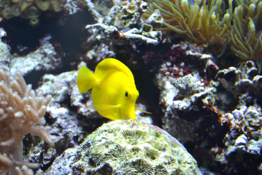 Yellow Tang Saltwater Fish photo