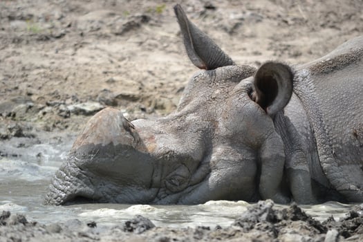 Rhinoceros Laying in Mud photo